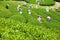 MocChau Highland, Son la Province, Vietnam Otc 25, 2015: Farmers collecting tea leaves on terrace green tea fileds in Moc Chau Hig