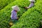 MocChau Highland, Son la Province, Vietnam Otc 25, 2015: Farmers collecting tea leaves on terrace green tea fileds in Moc Chau Hig