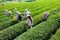 MocChau Highland, Son la Province, Vietnam Otc 25, 2015: Farmers collecting tea leaves on terrace green tea fileds in Moc Chau Hig