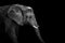 Mochrome portrait elephant