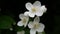 Mock orange blooming close-up in the wind. Video shooting static camera. Philadelphus.