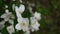 Mock orange blooming close-up in the wind. video shooting static camera. Philadelphus.