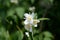 Mock orange Philadelphus white flowers on a bright summer day