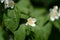 Mock orange Philadelphus white flowers on a bright summer day