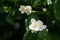 Mock orange Philadelphus white flowers on a bright summer day