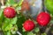 Mock strawberry Potentilla indica. Called Indian strawberry and False strawberry also