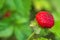 Mock strawberry Potentilla indica. Called Indian strawberry and False strawberry also