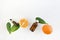 Mock up aromatherapy flatlay with orange essential oil bottles, citrus and leaves on white background. Spa, natural cosmetic and h