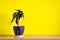 Mock up banner with copy space trending flower Alocasia sanderiana on bright yellow background. Summer indoor plants and