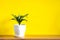 Mock up banner with copy space trending flower dracaena on bright yellow background. Summer indoor plants and urban