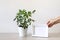 Mock up minimalist home interior with potted green house plant and human hand positioning empty white wooden photo frame