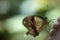 Mocker Swallowtail Papilio dardanus  butterfly