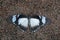 Mocker Swallowtail resting on the floor