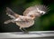 Mocking bird fledgling.