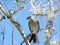 Mocking Bird On a Tree Limb