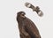 Mockingbird body slamming young Bald Eagle