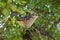 The mockingbird calandria, cientific name Mimus saturninus