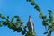 Mockingbird calling from treetop branch