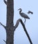 Mockingbird Harasses Great Blue Heron