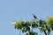 Mockingbird Mimus polyglottos perched in a bush and singing