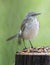 Mockingbird Perched by bird feeder