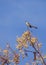 Mockingbird perched on Sycamore tree against clear blue sky in vertical format