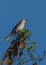 Mockingbird perched on top of a tree