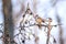 Mockingbird perched on a tree branch on a sunny Winter day