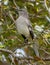 Mockingbird Perched On a trre branch