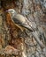 Mockingbird Perched On a trre branch