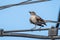 Mockingbird Perched on a Wire