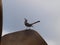 A Mockingbird Rest On a Sculpture with Lunch