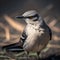 Mockingbird Standing on Dried Grass