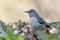 Mockingbird on top of green bush with berries