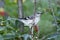 Mockingbird on top of green bush with berries