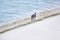 Mockingbird on Tortuga bay