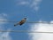 A Mockingbird On A Wire Shopping For Lunch