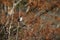 Mockingbirds\' resting spot during autumn