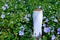 MockUp bottle of shampoo standing in a clearing with flowering periwinkle. Purple Vinca minor, flowers in a clearing