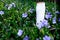 MockUp bottle of shampoo standing in a clearing with flowering periwinkle. Purple Vinca minor, flowers in a clearing with bright