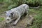 Model of big white tiger in park