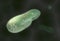 Model biological micro organism paramecium caudatum 3d illustration