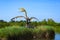 Model of dinosaur pterosaur Quetzalcoatlus in Jurassic park in Leba, Poland