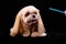 The model haircut of a dog does not comply with strict breed standards. Shih Tzu on a black background