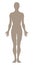 Model of the human body, silhouette variant
