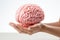 Model human brain held in hand, isolated on a white surface