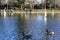 Model sailboats in a pond in a park in Paris. Birds fly, parents walk with children, geese in a pond