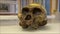 Model skull of Australopithecus africanus in a laboratory