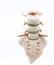 Model of a spinal column