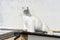 Model or statue of a polar bear on a roof above a shop in the town of Whitby, North Yorkshire, UK